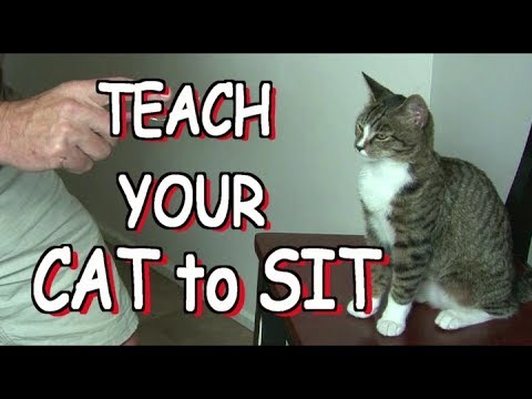 Essential Guide to How to Train a Cat for Better Behavior in 2025