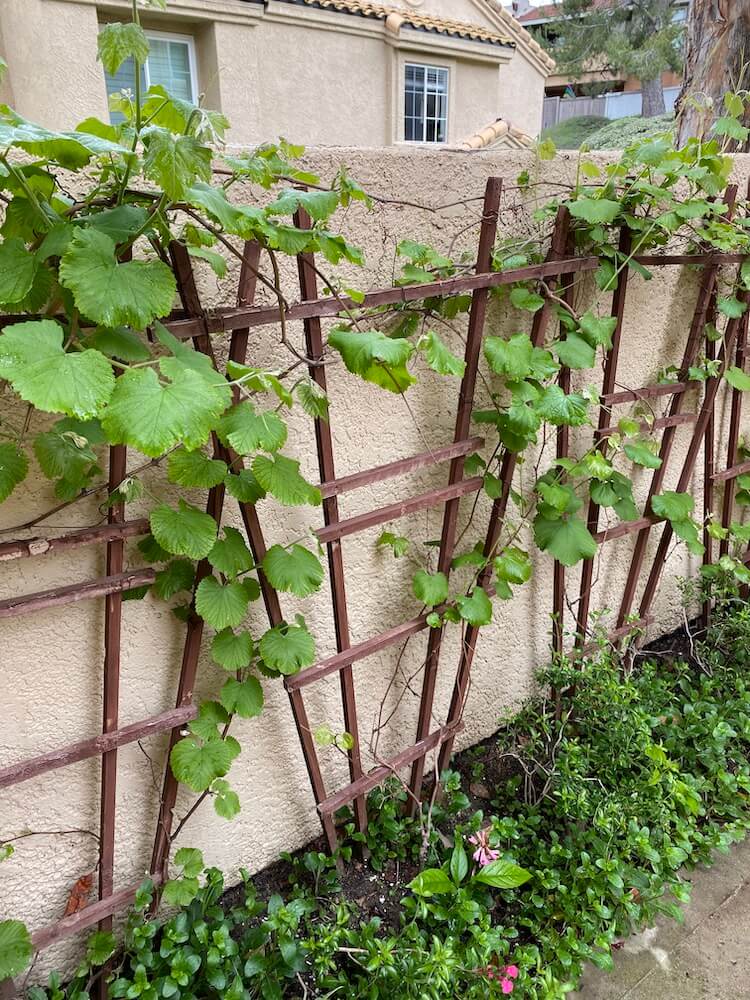 Smart Ways to Grow Grapes in 2025: Discover Proven Techniques for a Bountiful Harvest