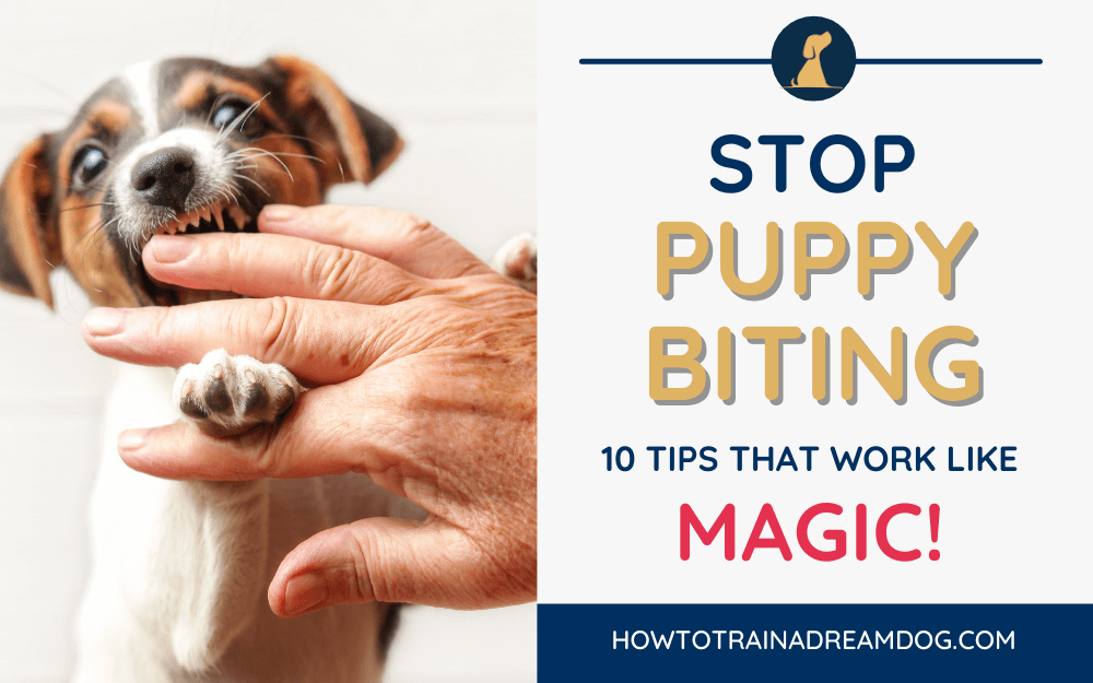 How to Stop a Puppy from Biting