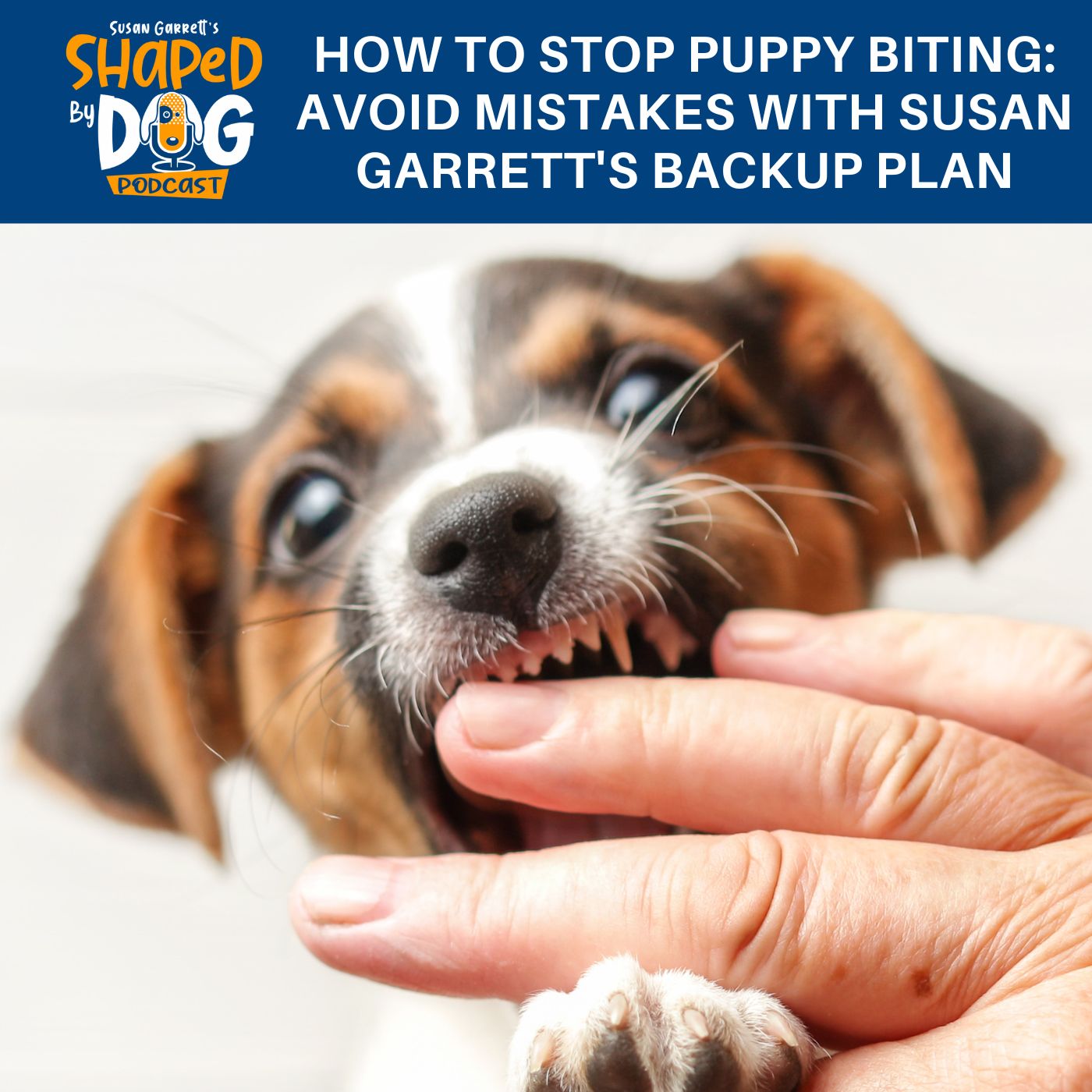 Methods to Stop Puppy Biting