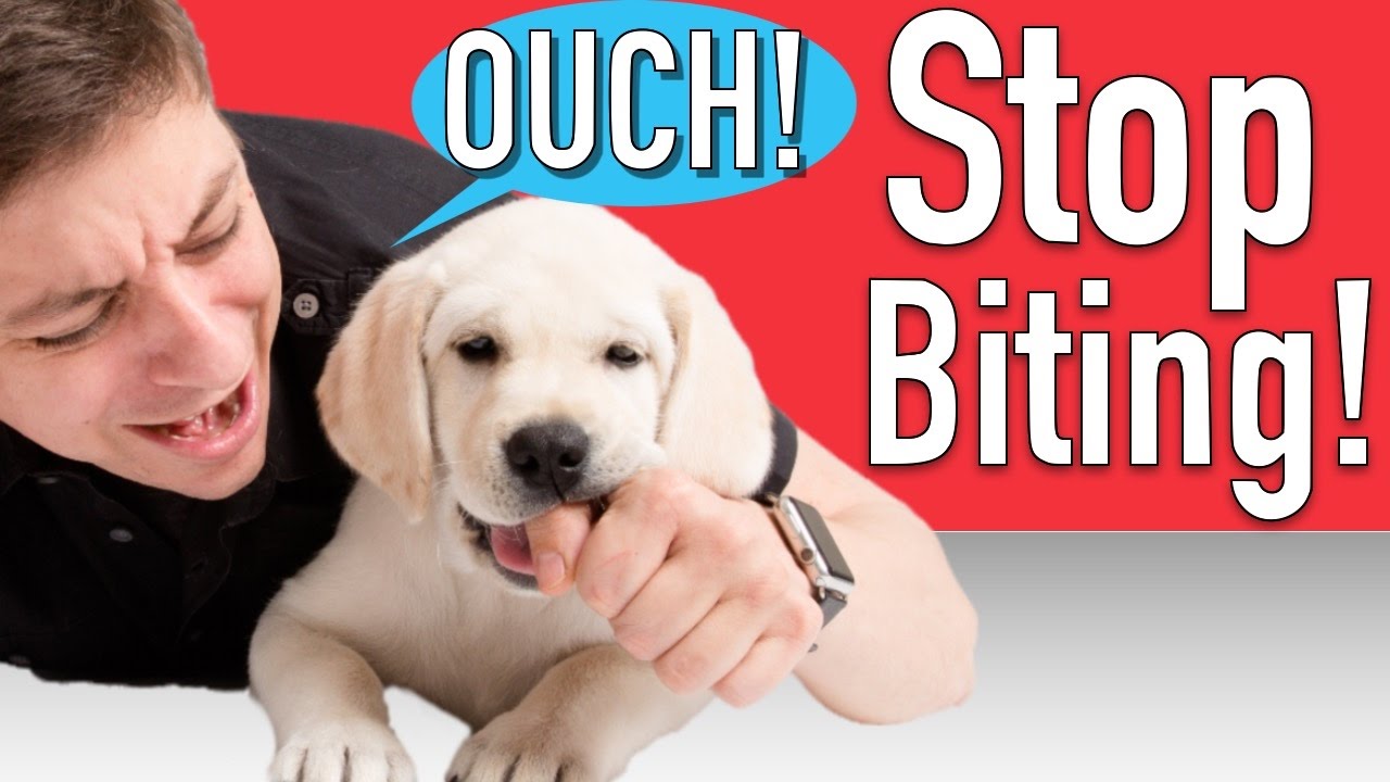 Effective Ways to Stop a Puppy from Biting: Essential Tips for 2025