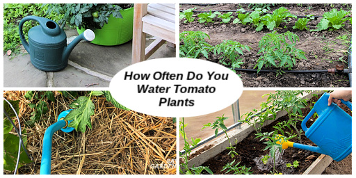 Essential Guide to How Often to Water Tomatoes for Optimal Growth in 2025