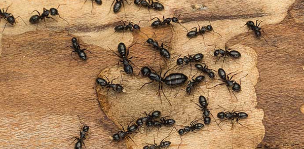 Effective Ways to Get Rid of Ant Bites Overnight: Simple Remedies for Quick Relief