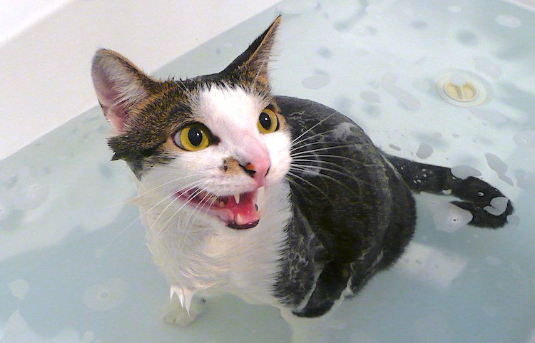 Effective Ways to Give a Cat a Bath: Current Tips for 2025