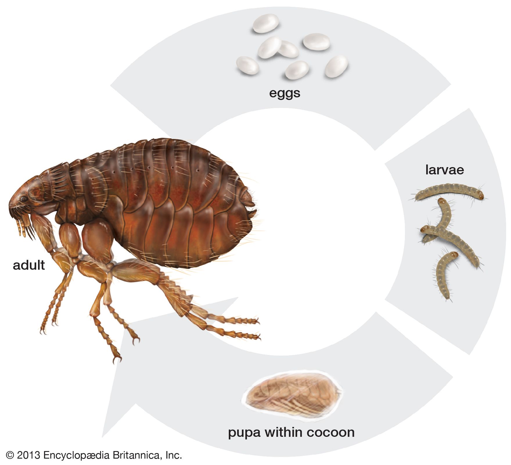 Effective Ways to Get Rid of Fleas in Your House: Practical Solutions for 2025