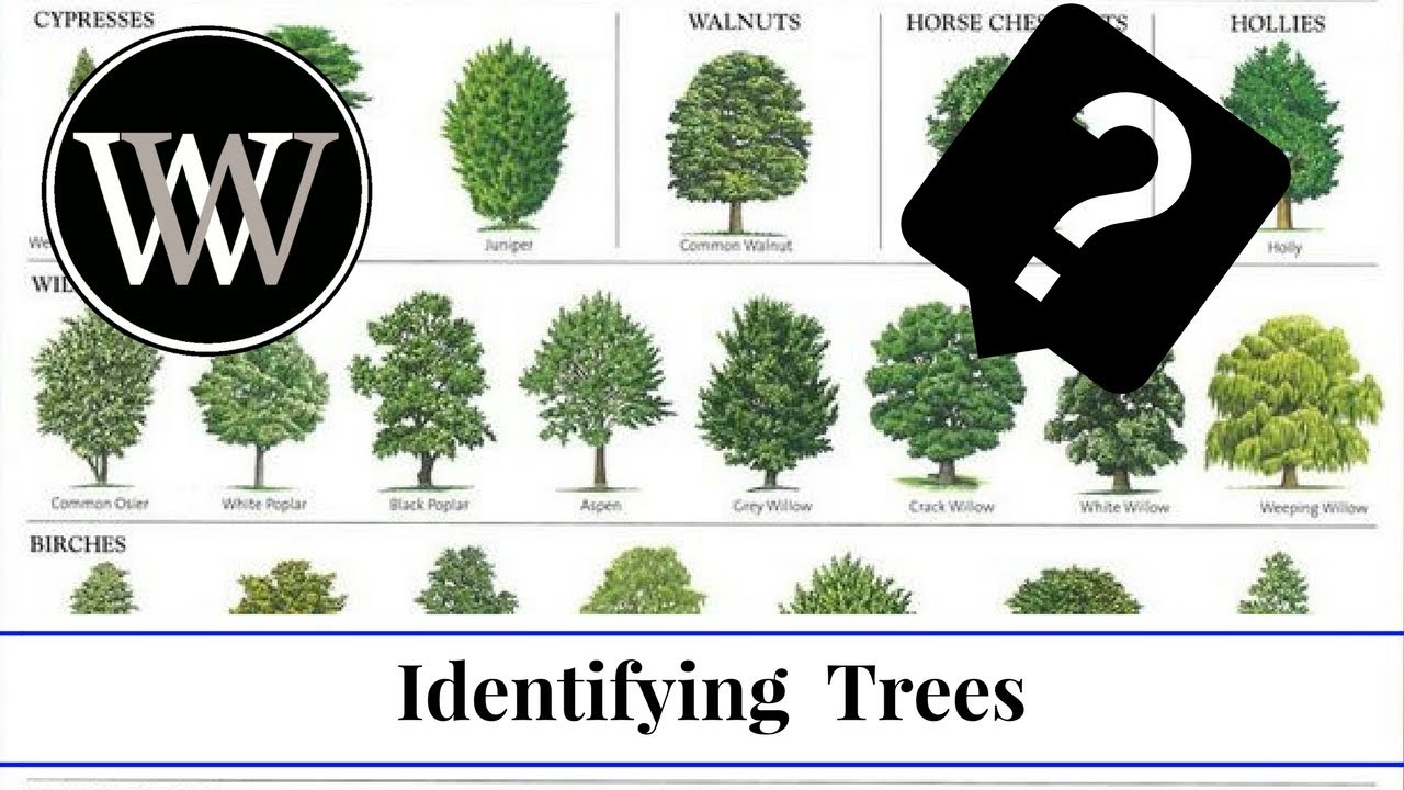 Essential Guide to How to Identify Trees: Explore Modern Techniques in 2025