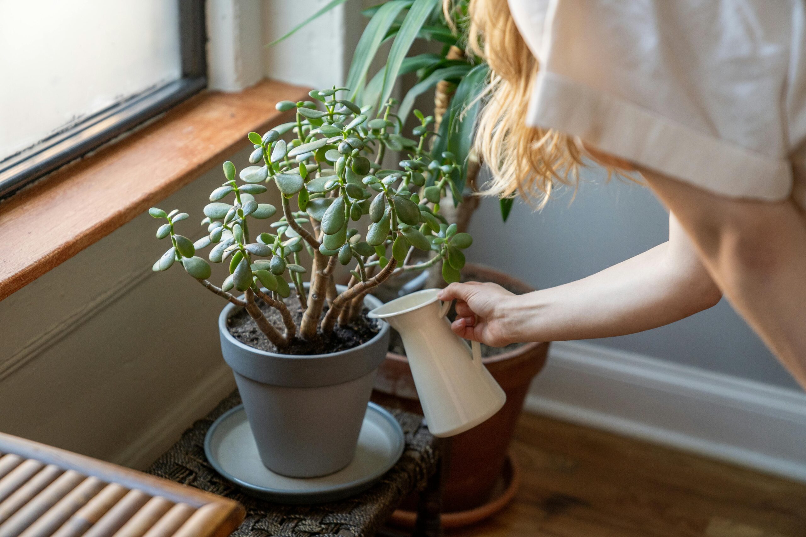 How to Properly Water Succulents for Healthy Growth in 2025: Essential Tips