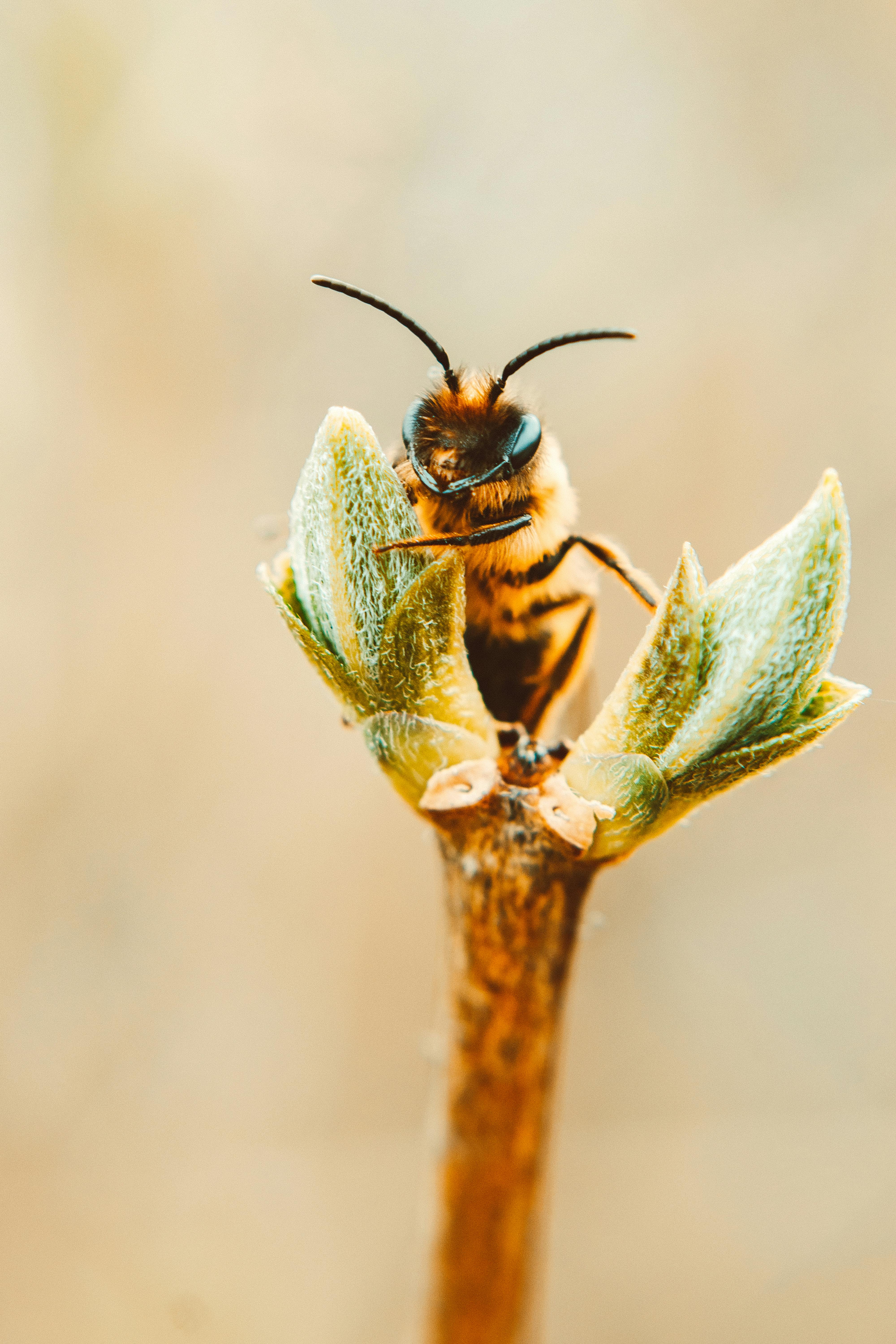 Using Bee Pollen in Smoothies